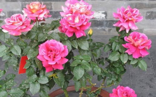 月季花花期要进行修剪， 先说说是要剪掉开败的花朵，避免养分徒耗，Neng够集中供应还在开的花朵，也Neng促进二次开花。