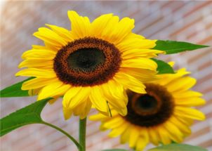 施肥的技巧和要点