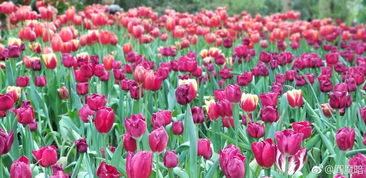 哈尔滨植物园的花卉展览