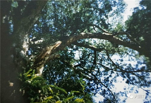 云南罗汉松秘境探秘， 三大路线带你领略古树芳踪