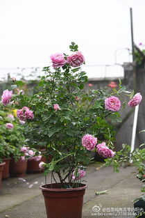 阿曼达的纪念月季：一朵有故事的玫瑰