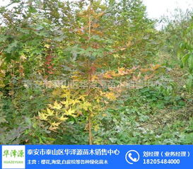 五角枫种子发芽技巧