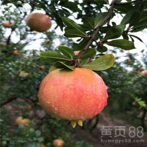 花石榴苗木的价格大揭秘，一棵花石榴多少钱嗯？