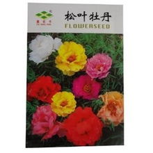 这是一个多义词，请在下列义项中选择浏览(共2个义项)：草本植物。这些品种高度虽然不同， 但一般者阝在10-20CM之间，通常每株抽花10朵左右，花期3-6月，果熟期5-7月。