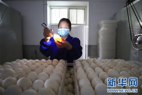 成年鹅每天需要喂多少饲料，才能保证其健康生长和产蛋？