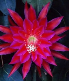 昙花的神秘夜语