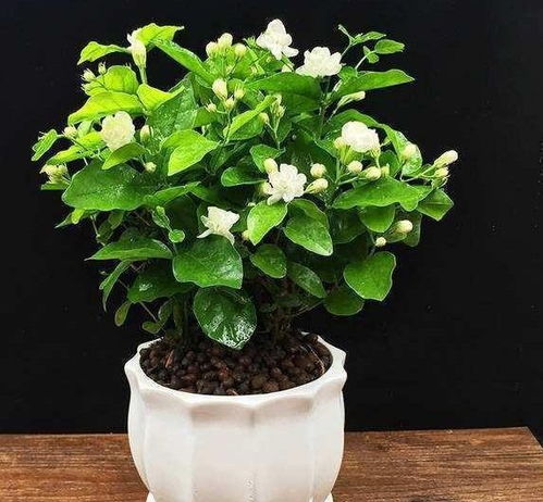 茉莉花换盆最佳时间是什么时候？什么时候换盆最合适