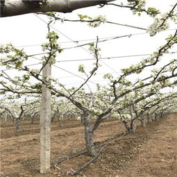 广玉兰的经济价值