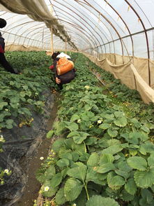 冬日里的广东， 采摘乐趣多