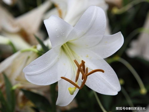 百合花象征生肖兔，寓意温柔、纯洁