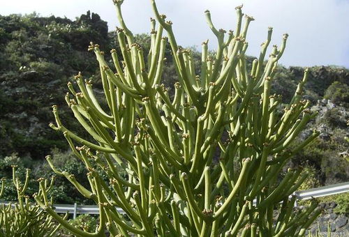 光棍树的奇特生活环境