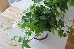 百菌清，植物生长的好帮手