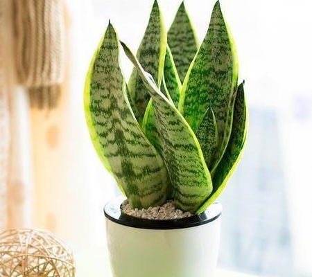 全年四期抗旱植物大盘点， 家庭养护必备