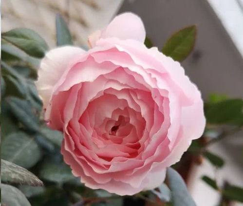 香妃月季的缺点