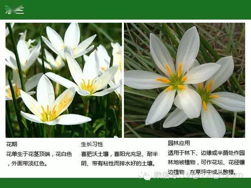 乔木药材：大自然的馈赠