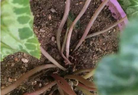 枯萎的叶子，也别浪费！可依变肥料