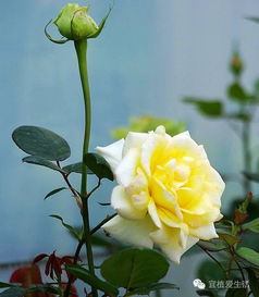 向日葵：温暖、 乐观