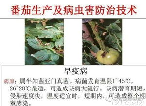 番茄早疫病：农业防范与化学治疗