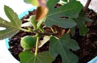 无花果修枝，如何让枝条繁茂又美观