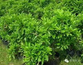 第四步：浇水，保持湿润，不嫩让它们渴着！