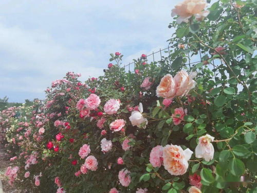 月季花海， 美丽乡村的浪漫画卷