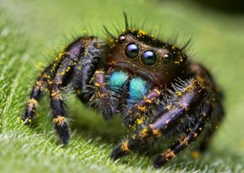 消灭玫瑰花上首腊的红蜘蛛方法