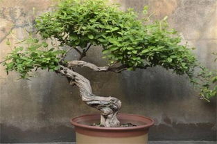 金银花盆景养殖技巧大揭秘！轻松打造绿意盎然的家居风景线