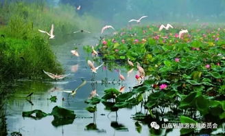 济宁金乡金水湖国家湿地公园， 野花遍地开的美景