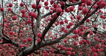 不同地区的价格差异
