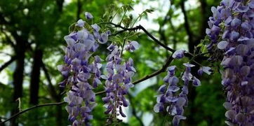 抖音上的紫藤花