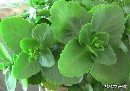 肥料得跟上，不然它也会黄