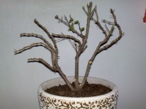 修剪后的注意事项