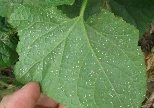 土壤里的线虫，阿维菌素能搞定吗？