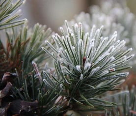 五针松种植的“爱情温度”