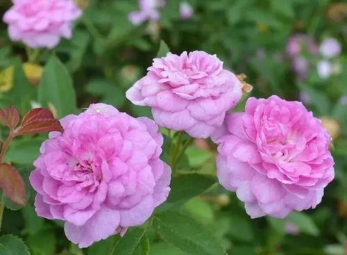 月季花的科普，你知道吗？