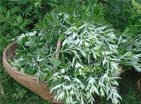 艾草：从《诗经》到现代，保健治病的良药