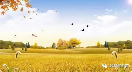 党参种植， 顺应时节的智慧