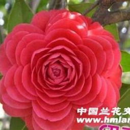 赤丹：教科书级的中国红