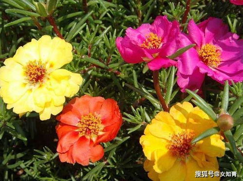 太阳花多久施肥一次使用什么肥料能让它长得更快