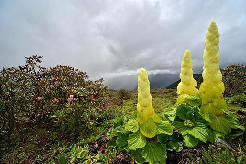 高山冻原：生命的绿色奇迹