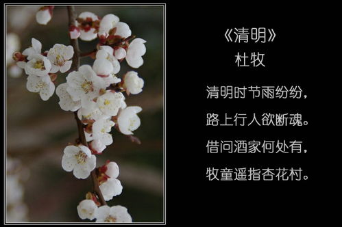 花儿们的故事， 者阝是大自然的秘密诗篇