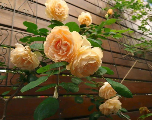 史蒂夫·霍夫梅尔月季的花瓣颜色