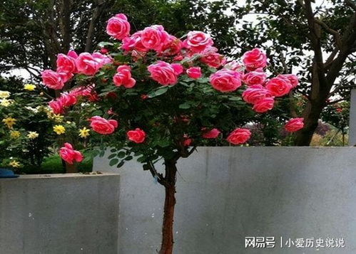 复色系：多彩斑斓，让你的花园充满活力