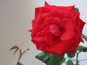 月季的扦插艺术