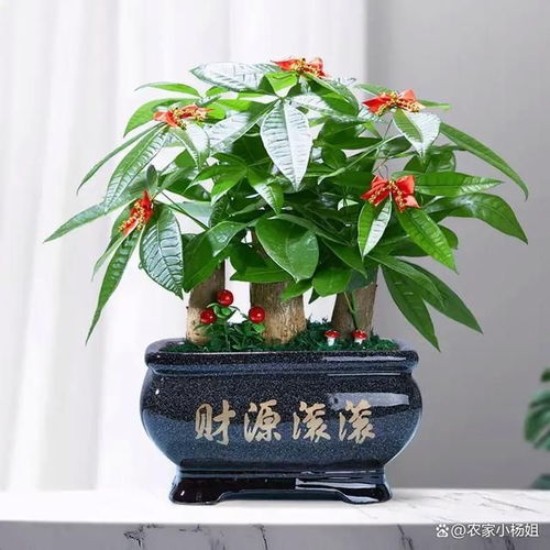 养好发财树，技巧助其茁壮成长