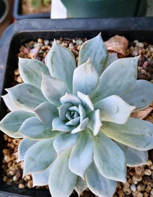 多肉的“饭”：适合的土壤