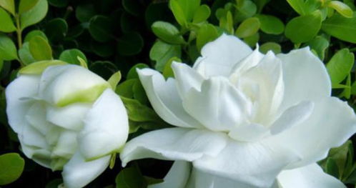 栀子花开的季节怎么养？新手也能养出满盆花