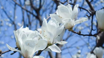 怎样让玉兰花儿快快开？