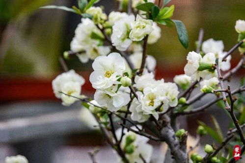 海棠叶子掉光，如何挽救这棵花树