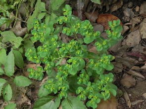 四、地毯草：阴凉处的救场王